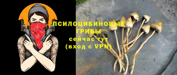 PSILOCYBIN Сосновый Бор